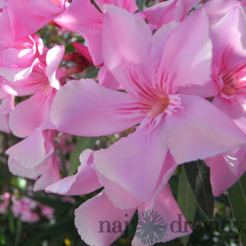 Oleander obyčajný 30/50 cm, v črepníku Nerium oleander