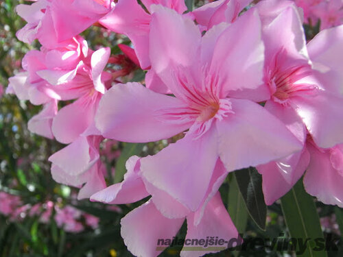 Oleander obyčajný 30/50 cm, v črepníku Nerium oleander
