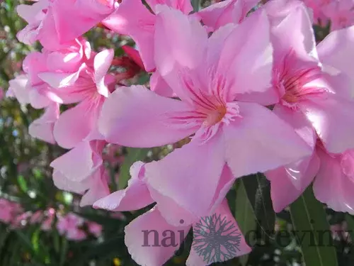 Oleander obyčajný 30/50 cm, v črepníku Nerium oleander