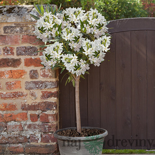 Oleander obyčajný - biely, výška 90/110 cm, v črepníku Nerium oleander
