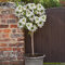 Oleander obyčajný - biely, výška 90/110 cm, v črepníku Nerium oleander