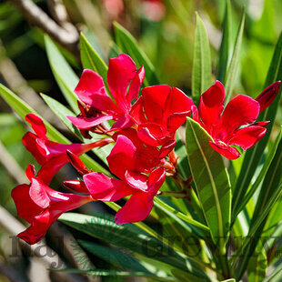 Oleander obyčajný - červený, výška 30/50 cm, v črepníku Nerium oleander