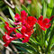 Oleander obyčajný - červený, výška 30/50 cm, v črepníku Nerium oleander