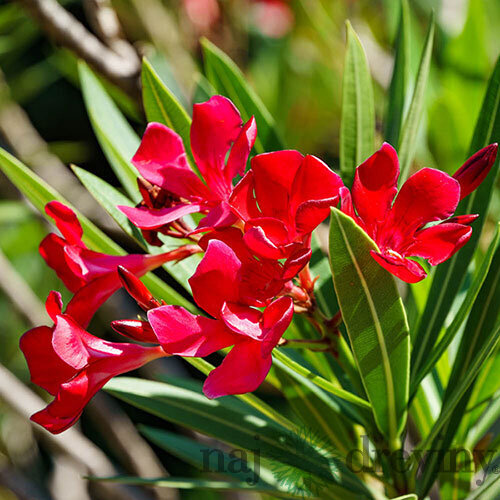Oleander obyčajný - červený, výška 30/50 cm, v črepníku Nerium oleander
