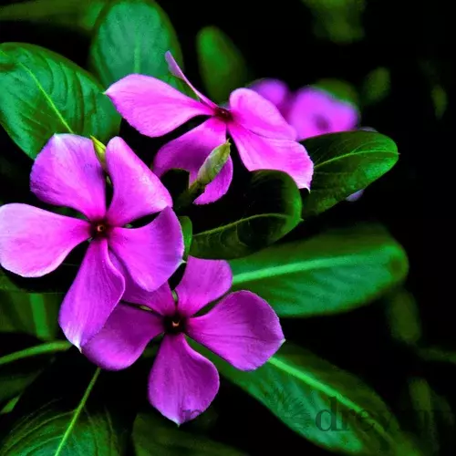Oleander obyčajný - fialový Papa Gambetta, v kvetináči C3 Nerium oleander