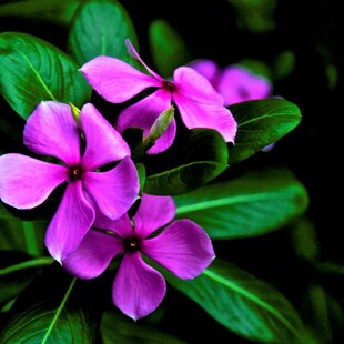 Oleander obyčajný - fialový Papa Gambetta, v kvetináči C3 Nerium oleander