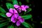 Oleander obyčajný - fialový Papa Gambetta, v kvetináči C3 Nerium oleander