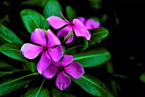 Oleander obyčajný - fialový Papa Gambetta, v kvetináči C3 Nerium oleander