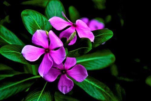 Oleander obyčajný - fialový Papa Gambetta, v kvetináči C3 Nerium oleander