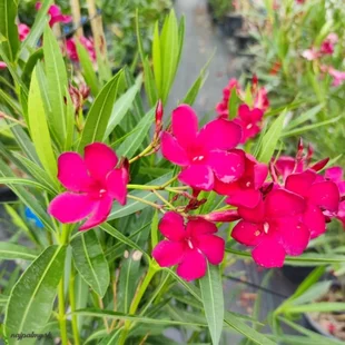 Oleander obyčajný - fialový, výška 30/50 cm, v črepníku Nerium oleander
