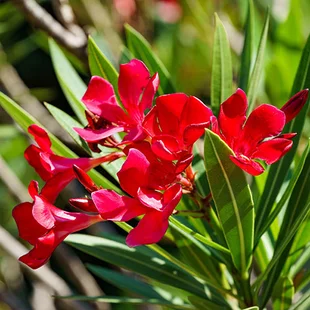 Oleander obyčajný Rosso Sangue - červený, výška 90/110 cm, v črepníku 3l Nerium oleander