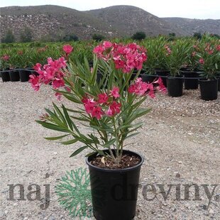 Oleander obyčajný - ružový, výška 30/50 cm, v črepníku Nerium oleander
