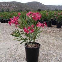 Oleander obyčajný - ružový, výška 30/50 cm, v črepníku Nerium oleander