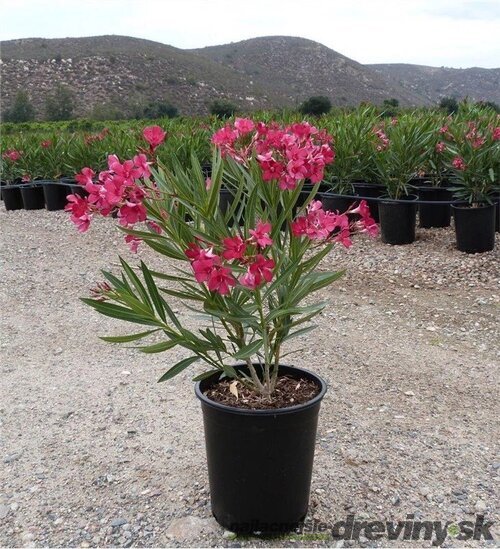 Oleander obyčajný - ružový, výška 30/50 cm, v črepníku Nerium oleander