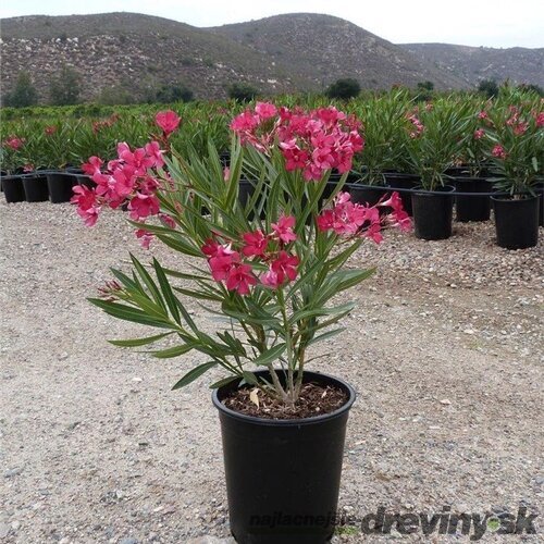 Oleander obyčajný - ružový, výška 30/50 cm, v črepníku Nerium oleander