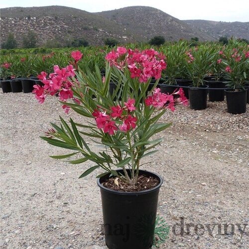 Oleander obyčajný Soleil Levant- ružový, výška 30/50 cm, v črepníku 3l Nerium oleander