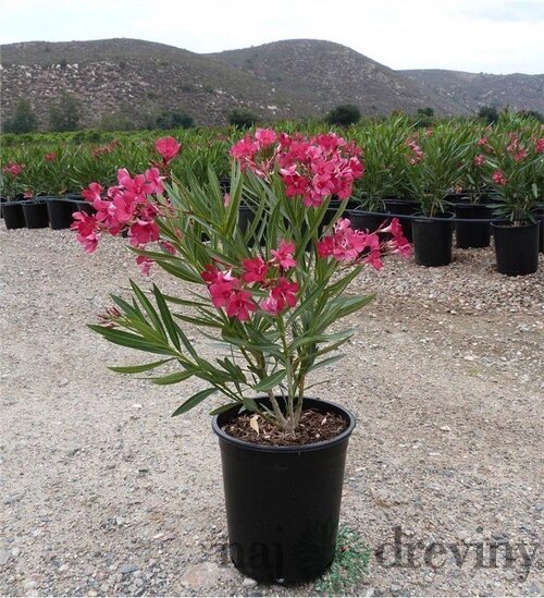 Oleander obyčajný Soleil Levant- ružový, výška 90/110 cm, v črepníku 3l Nerium oleander