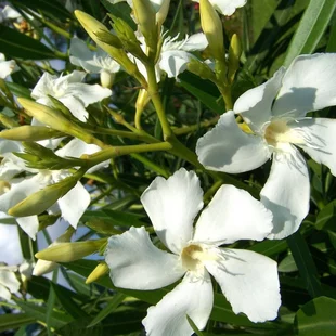 Oleander obyčajný Suor Agnes - biely, výška 90/110 cm, v črepníku 3l Nerium oleander