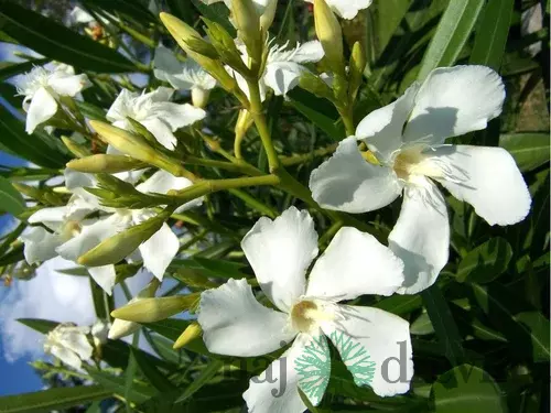 Oleander obyčajný Suor Agnes - biely, výška 90/110 cm, v črepníku 3l Nerium oleander