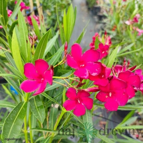 Oleander obyčajný - tmavoružový, výška 90/110 cm, v črepníku Nerium oleander