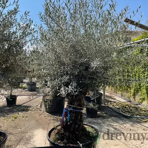 Olivovník (30 ročný bonsai) obvod 60/80 cm, výška 190/230 cm, v črepníku Olea Europaea