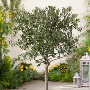 Olivovník 90/110 cm, v črepníku Olea Europaea
