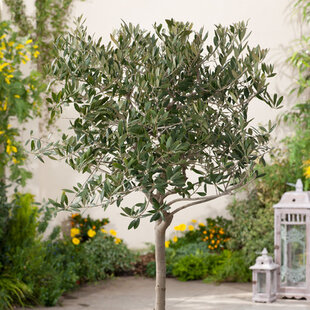 Olivovník 90/110 cm, v črepníku Olea Europaea