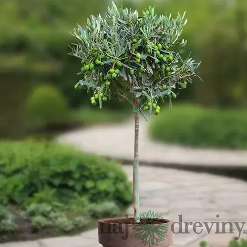 Olivovník európsky 60/80 cm, v črepníku Olea europaea