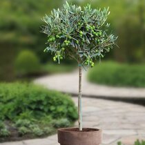 Olivovník európsky 60/80 cm, v črepníku Olea europaea