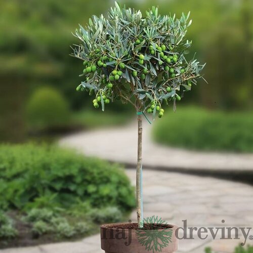Olivovník európsky 60/80 cm, v črepníku Olea europaea