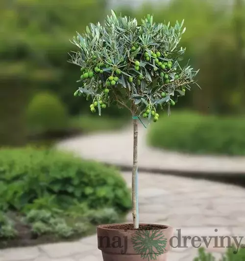 Olivovník európsky 60/80 cm, v črepníku Olea europaea