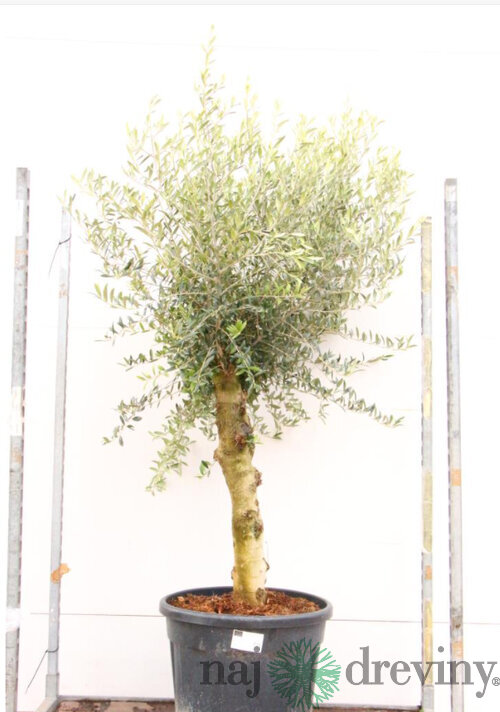 Olivovník na kmienku 120 cm obvod 35/45 cm, v črepníku Olea europaea