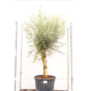 Olivovník na kmienku 120 cm obvod 35/45 cm, v črepníku Olea europaea