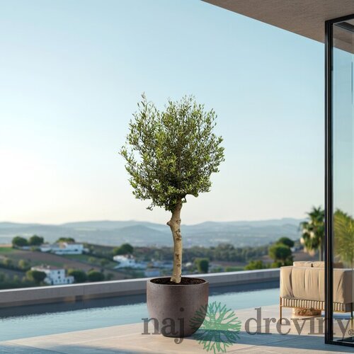 Olivovník na kmienku 150/170 cm, v črepníku Olea europaea
