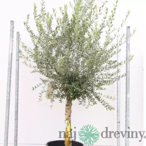 Olivovník na kmienku 150 cm obvod 25/30 cm, v črepníku Olea europaea