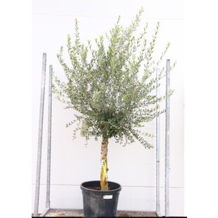 Olivovník na kmienku 150 cm obvod 25/30 cm, v črepníku Olea europaea
