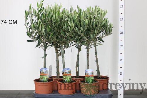 Olivovník na kmienku 40/60 cm, v črepníku Olea Europaea