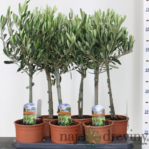 Olivovník na kmienku 40/60 cm, v črepníku Olea Europaea