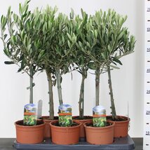 Olivovník na kmienku 40/60 cm, v črepníku Olea Europaea