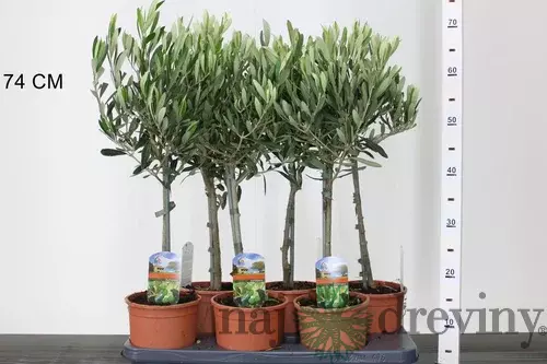 Olivovník na kmienku 40/60 cm, v črepníku Olea Europaea