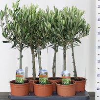Olivovník na kmienku 40/60 cm, v črepníku Olea Europaea