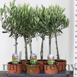 Olivovník na kmienku 40/60 cm, v črepníku Olea Europaea