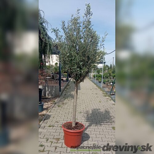 Olivovník na kmienku 60/80 cm, v črepníku 7.5l Olea europaea