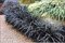 Ophiopogon Planiscarpus ´Nigrescens´ 10/20 cm, v črepníku P9 Ophiopogon Planiscarpus Nigrescens