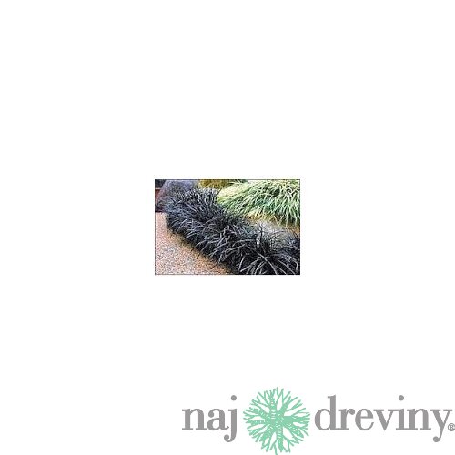 Ophiopogon Planiscarpus ´Nigrescens´ 10/20 cm, v črepníku P9 Ophiopogon Planiscarpus Nigrescens