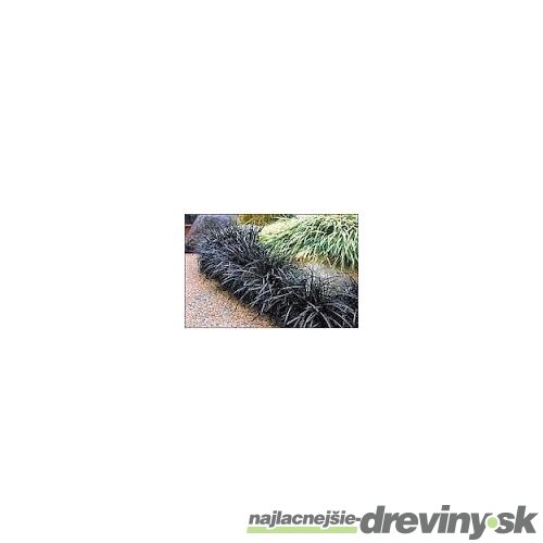 Ophiopogon Planiscarpus ´Nigrescens´ 10/20 cm, v črepníku P9 Ophiopogon Planiscarpus Nigrescens