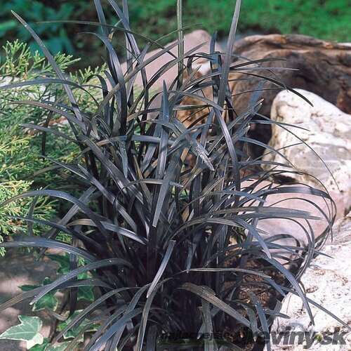 Ophiopogon Planiscarpus ´Nigrescens´ 10/20 cm, v črepníku P9 Ophiopogon Planiscarpus Nigrescens