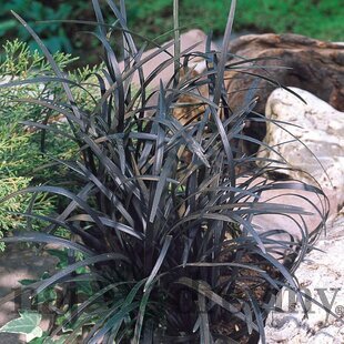 Ophiopogon Planiscarpus ´Nigrescens´ 10/20 cm, v črepníku P9 Ophiopogon Planiscarpus Nigrescens