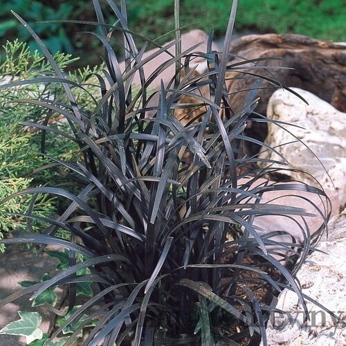 Ophiopogon Planiscarpus ´Nigrescens´ 10/20 cm, v črepníku P9 Ophiopogon Planiscarpus Nigrescens