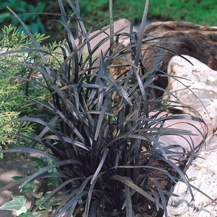 Ophiopogon Planiscarpus ´Nigrescens´ 10/20 cm, v črepníku P9 Ophiopogon Planiscarpus Nigrescens